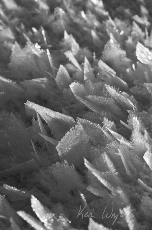 Surface hoar crystals B&W